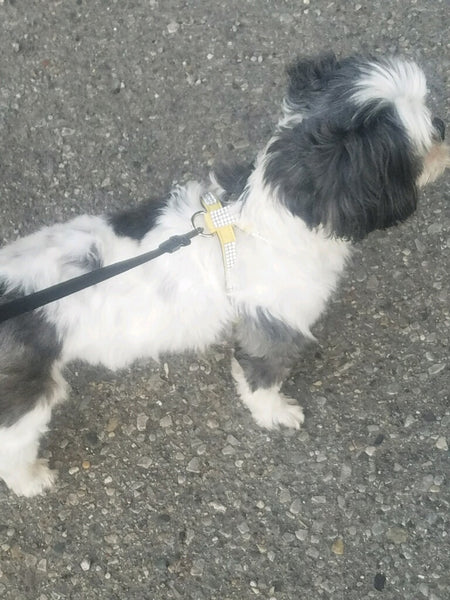“Go Poochy” Double Strap Bling Harness
